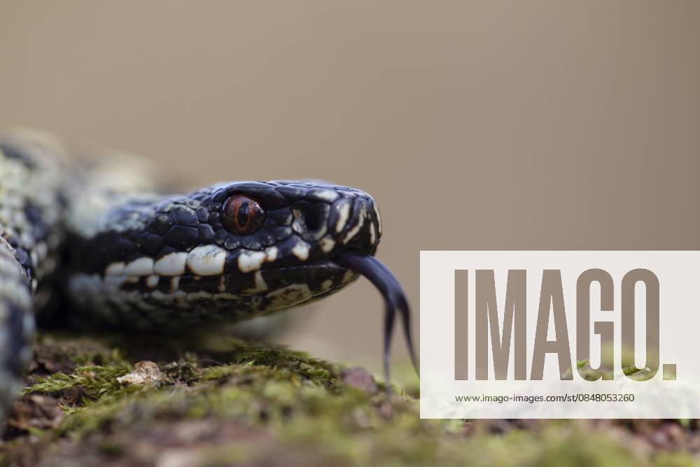 Gewöhnliche europäische Kreuzotter oder Vipernatter (Vipera berus), erwachsenes Reptil auf einem moosbewachsenen Baumstumpf im Frühjahr, England, Großbritannien Common european adder or viper snake (Vipera berus) adult reptile on a moss covered tree stump in spring, England, United Kingdom