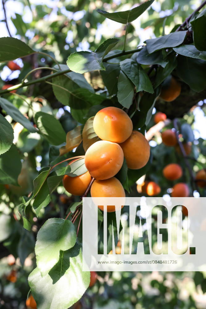 Ripe apricot fruit on branch in summer orchard with natural sunlight, Mainz RLP Germanz ALPF00043