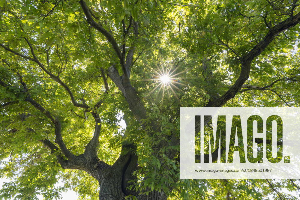 Sunbeams shining through common walnut tree canopy in Steigerwald, RUEF04781