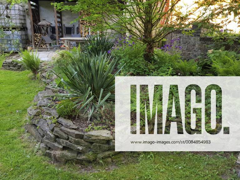 Adamsnadel, Faedige Palmlilie, Palmlilie (Yucca filamentosa), Hochbeet mit Natursteinmauer in einem Garten im Sommer, Deutschland Adam s needle, weak-leaf Yucca (Yucca filamentosa), raised bed with natural stone wall in summer, Germany BLWS488809