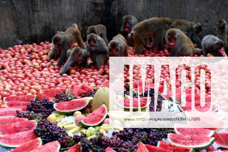 Jiyuan, Jiyuan, China - Jiyuan, CHINA-Macaques enjoy fruits including watermelons and grapes at Wulongkou National Macaque Protection Area in Jiyuan, central China s Henan Province. Jiyuan China - ZUMAs145 20180810_zaa_s145_039