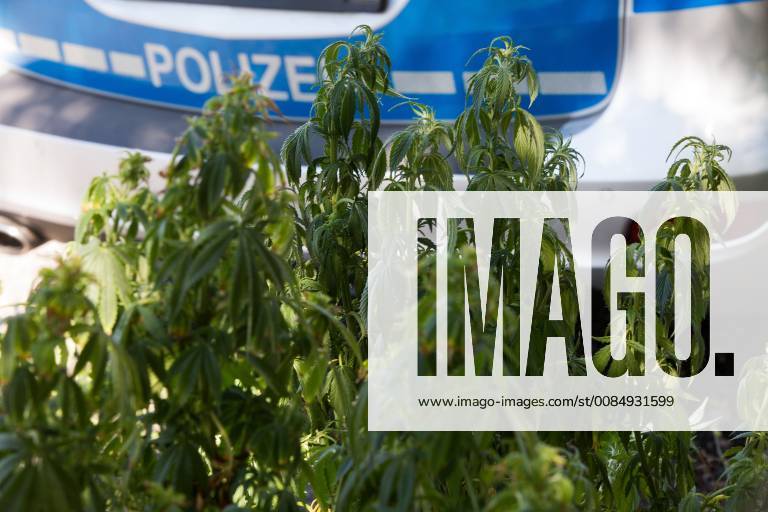 Erfurt - Waltersleben , 060818 , Illegale Hanfplantage in der Nähe des Möbelhaus Höffner entdeckt. Beamte der Polizei sichern Spuren und beschlagnahmen die Pflanzen in den Kübeln