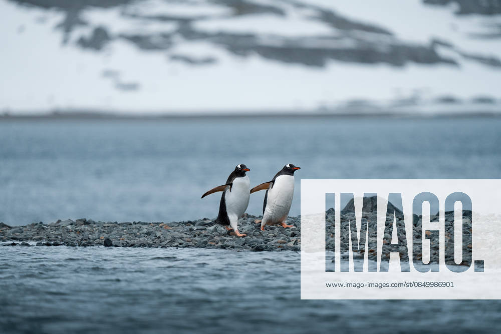 Two penguins looking at the cold ocean water in Antarctic landscape Ushuaia, Tierra del Fuego Province, Argentina CR_RZIL260304A-1976662-01