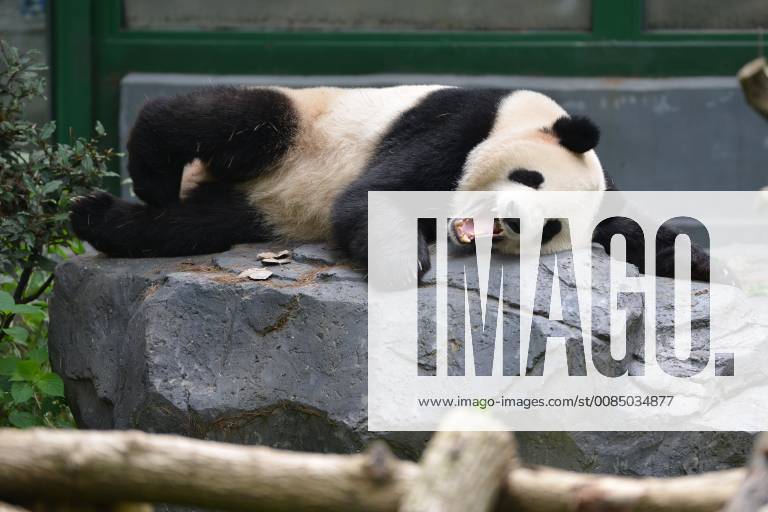 Nanjin, Nanjin, China - Nanjing, CHINA-An adorable panda at Hongshan Forest Zoo in Nanjing, east China s Jiangsu Province. Nanjin China - ZUMAs145 20180820_zaa_s145_336