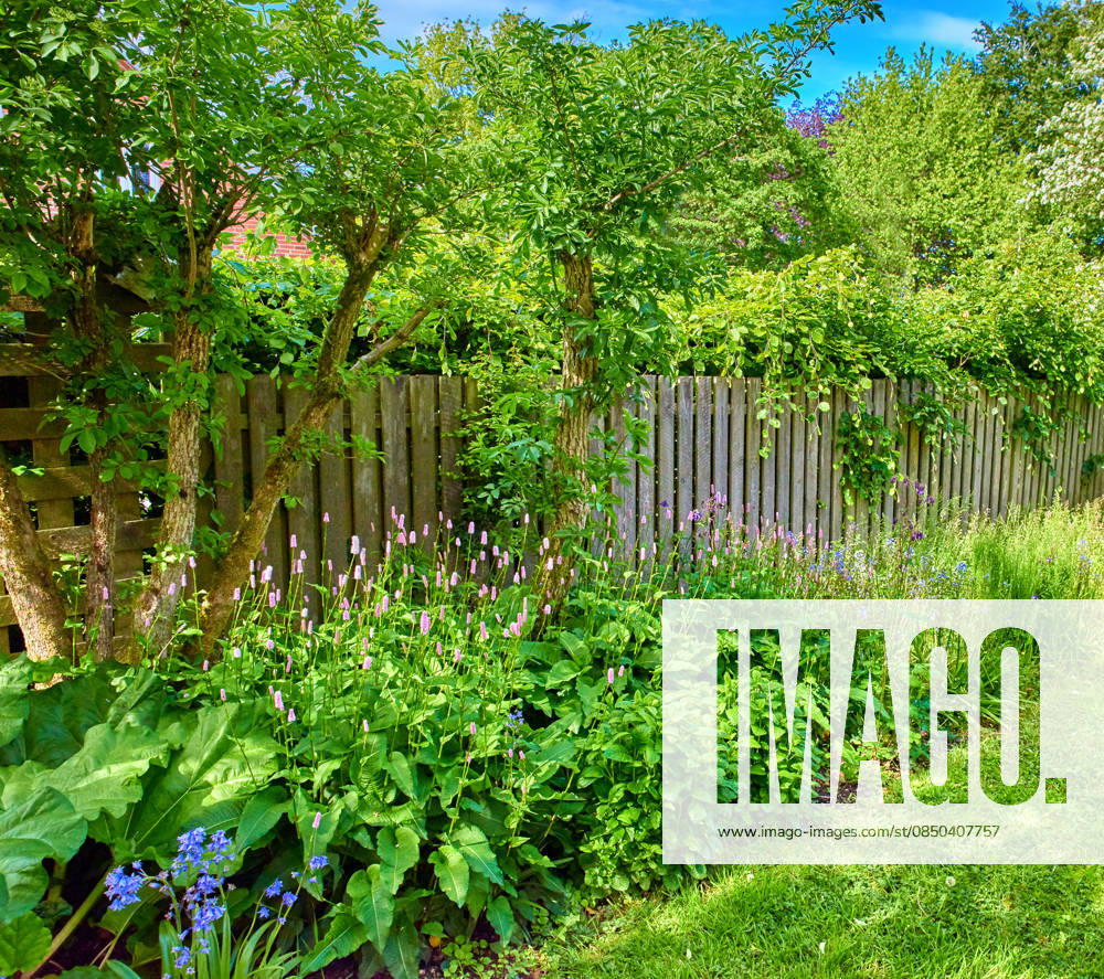 Green, plants and flowers in garden with growth, floral blossom and sustainable environment for ecology. Spring, aesthetic and eco friendly botany in home backyard with landscaping, leaves and trees model released property released