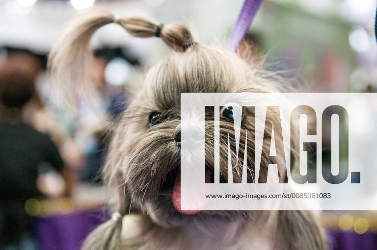 SÃO PAULO, SP - 21.08.2018: PET SOUTH AMERICA 2018 - During Pet South America 2018? the main business event of the Pet and Veterinary segment in Latin America. Event that happens from August 21 to 23, 2018, at São Paulo Expo - Rodovia dos Imigrantes km 1,5, São Paulo. x1591074x FábioxGuinalz