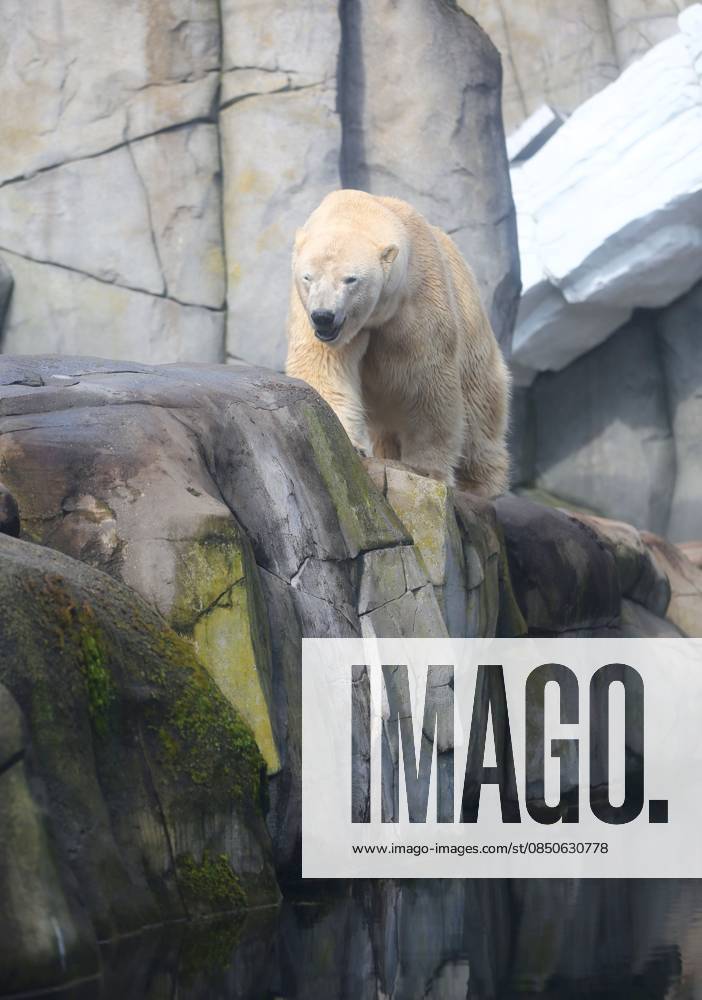 GER, Hamburg, Stellingen, Zoo, Kultur, Tiere, Artenschutz, Nachwuchs, Fruehlingserwachen im Tierpark Hagenbeck, neuer Eisbaer im Eismeer, Eisbaermaennchen Rasputin ist im Zuge des Europaeischen Erhaltugszuchtprogramms (EEP) aus Aalborg (Daenemark) nach Hamburg umgezogen
