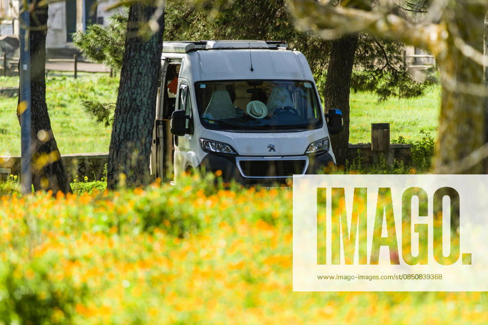 Ein Campervan steht zwischen Bäumen inmitten einer Ringelblumenwiese im Salento, Apulien, Italien. Ein Campervan steht in der Naturlandschaft neben einer Blumenwiese