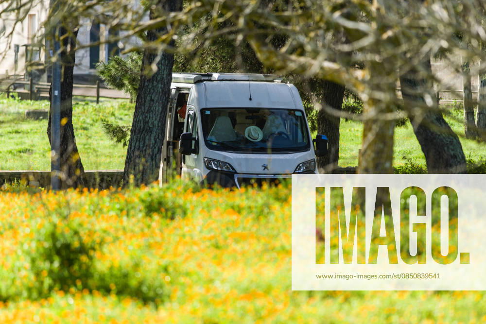 Ein Campervan steht zwischen Bäumen inmitten einer Ringelblumenwiese im Salento, Apulien, Italien. Ein Campervan steht in der Naturlandschaft neben einer Blumenwiese