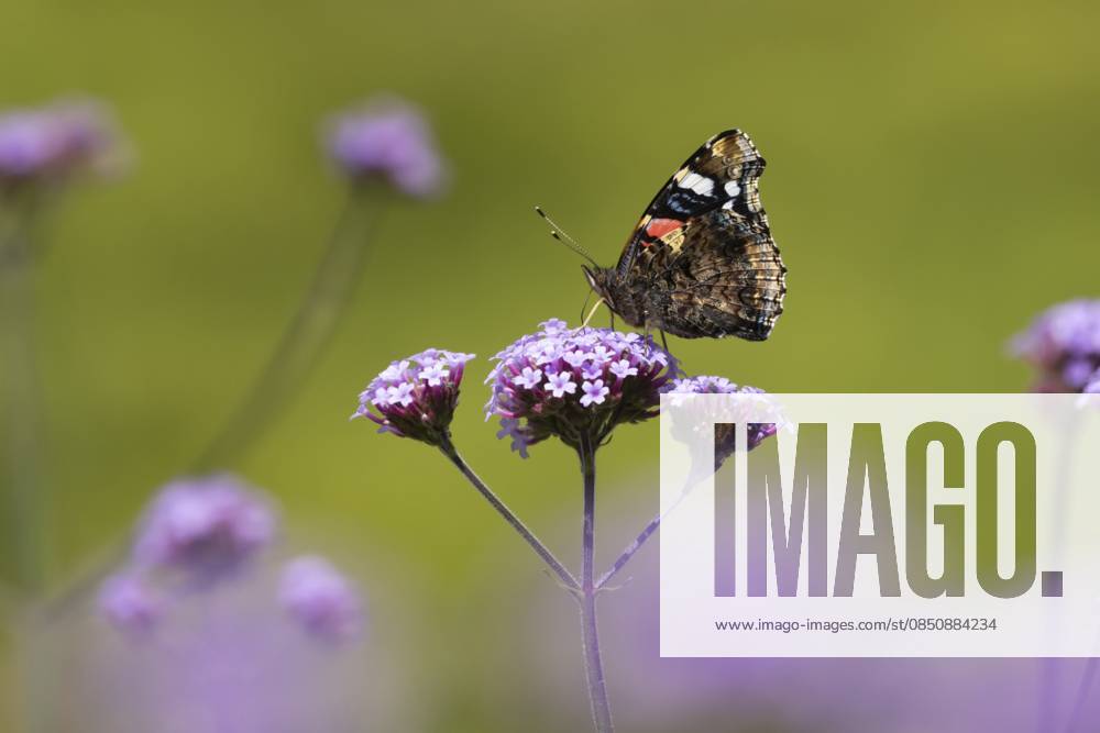 Roter Admiral (Vanessa atalanta), erwachsenes Insekt bei der Nahrungsaufnahme an den violetten Blüten der Gartenverbene (Verbena bonariensis) im Sommer, Norfolk, England, Großbritannien Red admiral butterfly (Vanessa atalanta) adult insect feeding on garden Verbena bonariensis purple flowers in summer, Norfolk, England, United Kingdom