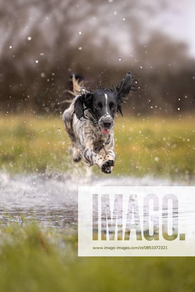 PICTURES: Young Brits incredible snaps shortlisted in photography award – including teen girl s psychedelic hen and Jedi jump dog by 10-year-old boy Story from Jam Press (Young Photographer Awards) Pictured: Blue, water shot by Zoe Beales. PICTURES: Young Brits incredible snaps shortlisted in photography award – including teen girl s psychedelic hen and Jedi jump dog by 10-year-old boy A trippy hen and a gravity-defying ‘Jedi’ dog are among the jaw-dropping snaps battling it out to be crowned Britain’s favourite photo. The stunning shortlist for the RSPCA Young Photographer People’s Choice Award has been revealed, showcasing the incredible talent of the next generation. From playful pets to perfectly timed action shots, 15 eye-ca