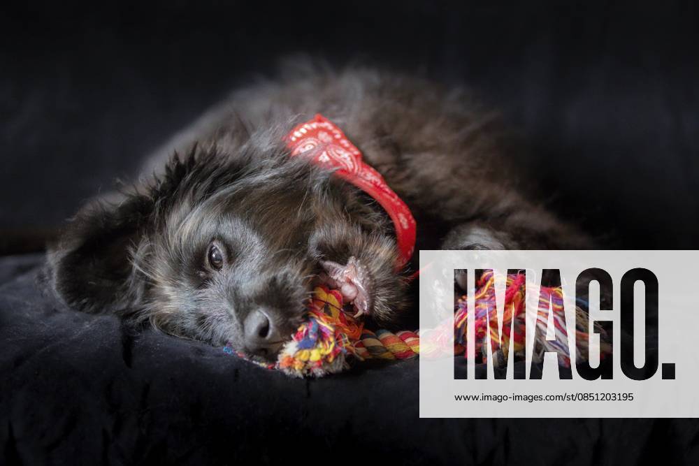 Schwarzer Hundewelpe, liegend und kauend, Knoten, Seil, Knochen, Lieblingsspielzeug, Ohren zur Seite. Spielzeit Konzept. Nahaufnahme, Kopierraum, Hintergrund Black dog puppy lying down and chewing knot rope bone favorite toy, ears to the side. Play time concept. Close up, copy space, background