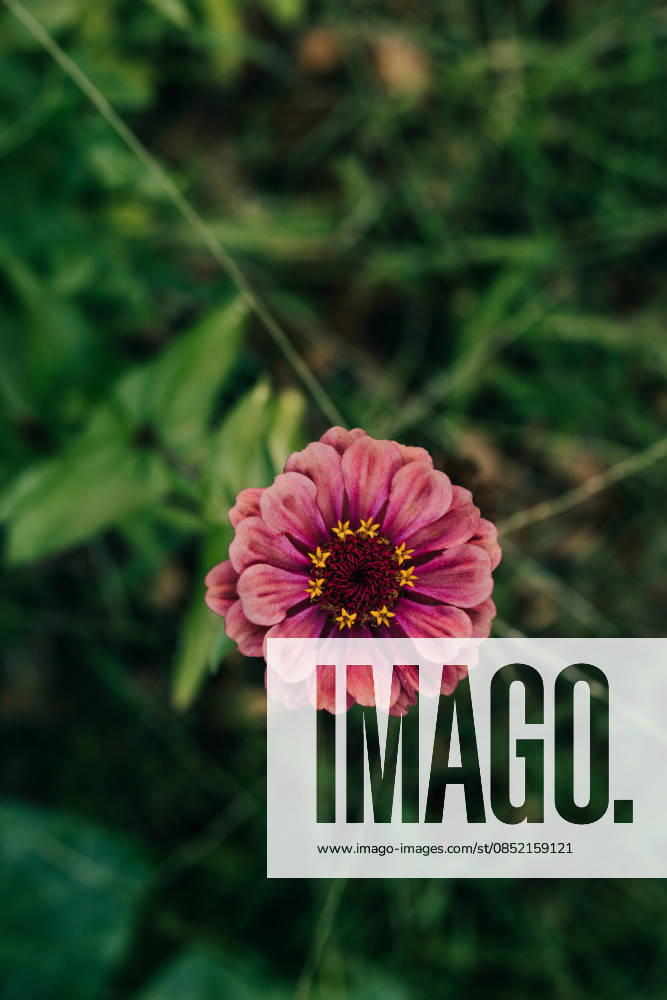 Overhead view of single pink zinnia growing in backyard garden Sioux Falls, South Dakota, United States R_ASWE260328-1988574-01