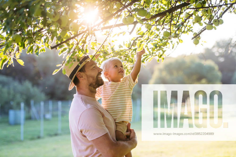 Portrait of little boy and father picking apples from apple tree. Portrait of little boy and father picking apples from apple tree during warm summer day. model released