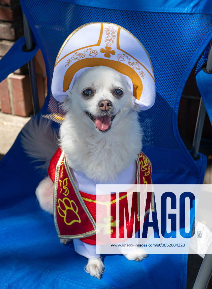 People and their pets line up in Olvera Street in Los Angeles to receive a blessing from Archbishop Jose Gomez in a Catholic tradition that celebrates St. Francis of Assisi s love of animals. Among them is this dog named Missy. This centuries-old tradition, usually held the Saturday before Easter, has been a part of Olvera Street s history since 1930. Los Angeles USA - ZUMAh234 20260404_zsp_h234_002