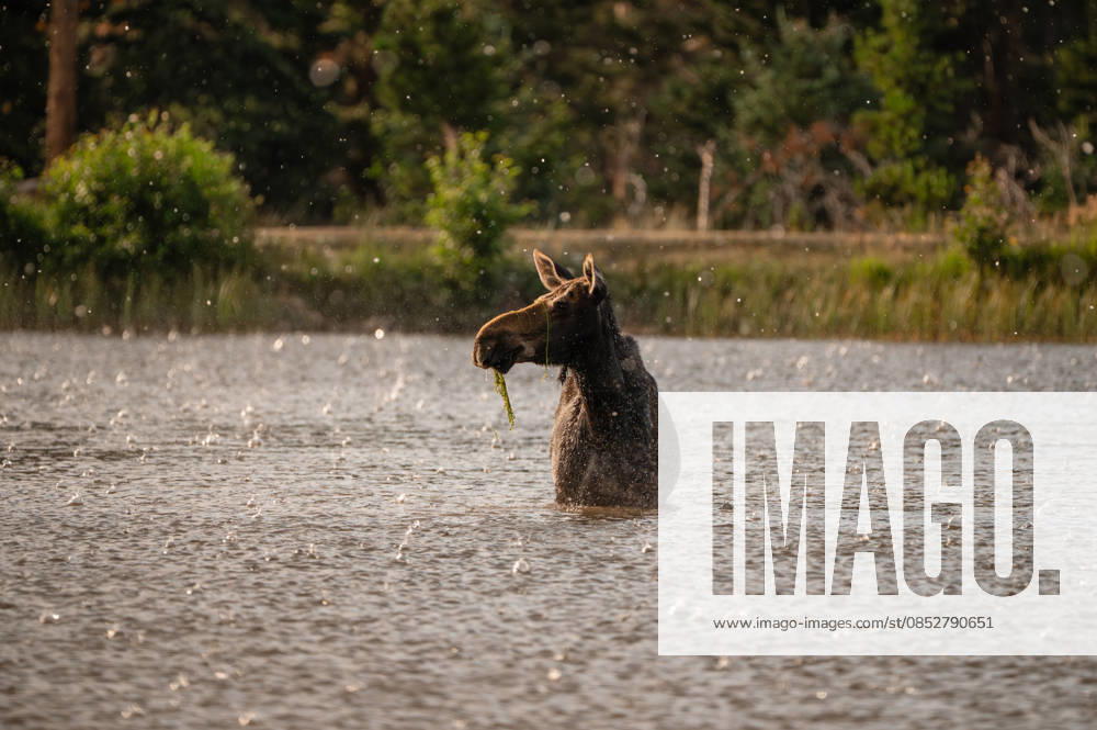 IMAGO Creative, Jahreszeit Sommer, Regen, Sommerregen Adult female moose standing in mountain lake during rainy downpour Estes Park, Colorado, United States R_MCKJ260401-1974137-01