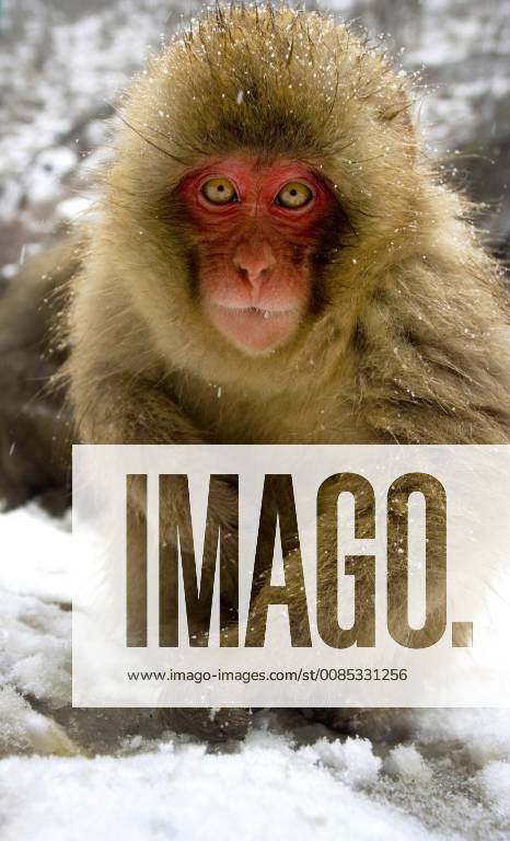 Schneeaffe, Schnee-Affe, Japanmakak, Japanmakake, Japan-Makak, Japanmakake, Japan-Makake, Rotgesichtsmakak, Rotgesichts-Makak, Rotgesichts-Makake, Rotgesichtsmakake (Macaca fuscata), in Winter, Japan Japanese macaque, snow monkey (Macaca fuscata), in winter, Japan BLWS493916