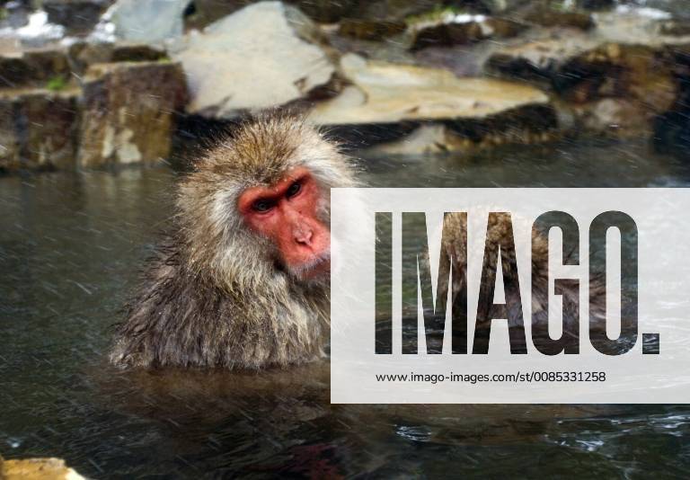 Schneeaffe, Schnee-Affe, Japanmakak, Japanmakake, Japan-Makak, Japanmakake, Japan-Makake, Rotgesichtsmakak, Rotgesichts-Makak, Rotgesichts-Makake, Rotgesichtsmakake (Macaca fuscata), badet in einer heissen Quelle, Japan Japanese macaque, snow monkey (Macaca fuscata), bathing in a hot spring, Japan BLWS493922