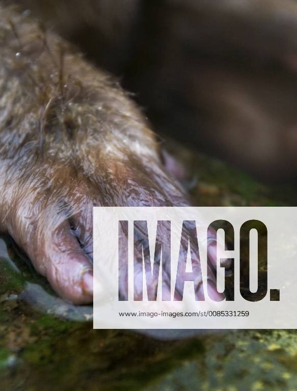 Schneeaffe, Schnee-Affe, Japanmakak, Japanmakake, Japan-Makak, Japanmakake, Japan-Makake, Rotgesichtsmakak, Rotgesichts-Makak, Rotgesichts-Makake, Rotgesichtsmakake (Macaca fuscata), Hand, Japan Japanese macaque, snow monkey (Macaca fuscata), hand, Japan BLWS493923