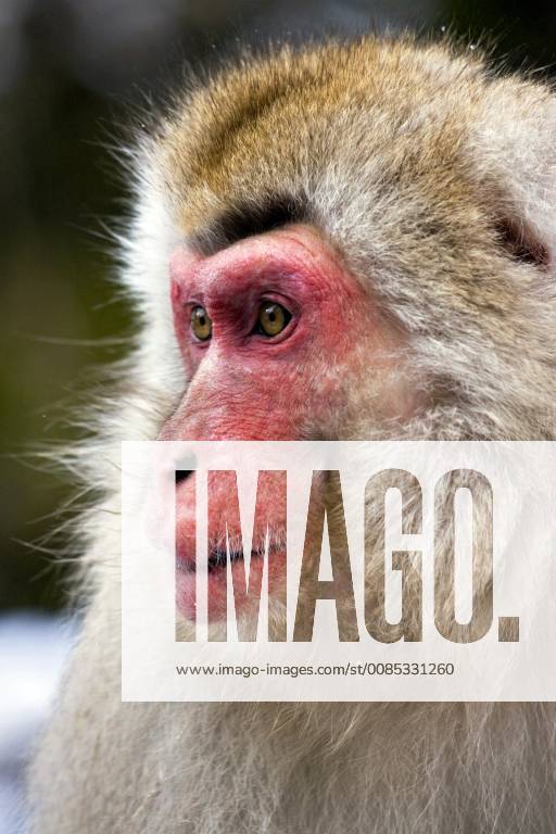 Schneeaffe, Schnee-Affe, Japanmakak, Japanmakake, Japan-Makak, Japanmakake, Japan-Makake, Rotgesichtsmakak, Rotgesichts-Makak, Rotgesichts-Makake, Rotgesichtsmakake (Macaca fuscata), Portraet, Japan Japanese macaque, snow monkey (Macaca fuscata), portrait, Japan BLWS493925