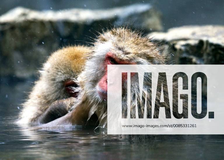 Schneeaffe, Schnee-Affe, Japanmakak, Japanmakake, Japan-Makak, Japanmakake, Japan-Makake, Rotgesichtsmakak, Rotgesichts-Makak, Rotgesichts-Makake, Rotgesichtsmakake (Macaca fuscata), badet in einer heissen Quelle, Japan Japanese macaque, snow monkey (Macaca fuscata), bathing in a hot spring, Japan BLWS493926