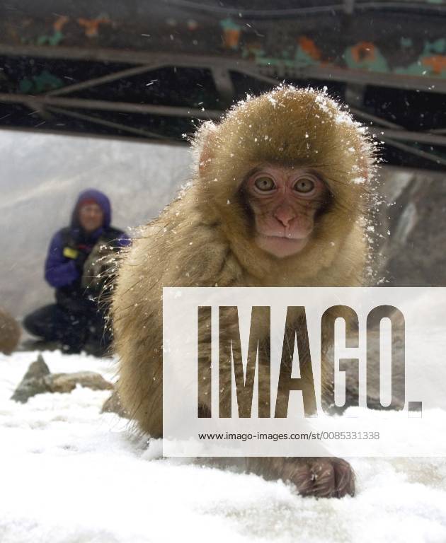 Schneeaffe, Schnee-Affe, Japanmakak, Japanmakake, Japan-Makak, Japanmakake, Japan-Makake, Rotgesichtsmakak, Rotgesichts-Makak, Rotgesichts-Makake, Rotgesichtsmakake (Macaca fuscata), Jungtier in Winter im Zoo, Japan Japanese macaque, snow monkey (Macaca fuscata), juvenile in winter, Japan BLWS493918