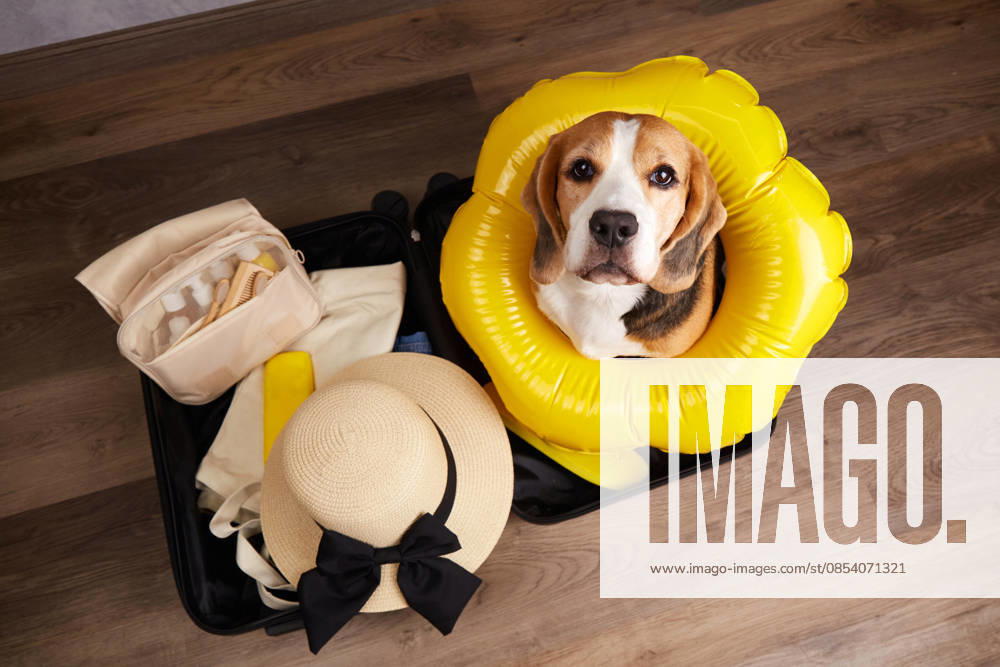 Ein Beagle sitzt in einem Koffer voller Sachen und einem Schwimmring und macht sich bereit für einen Sommerurlaub am Meer. Ein Beagle sitzt in einem Koffer voller Sachen und einem Schwimmring und macht sich bereit für einen Sommerurlaub am Meer. (License=RF)