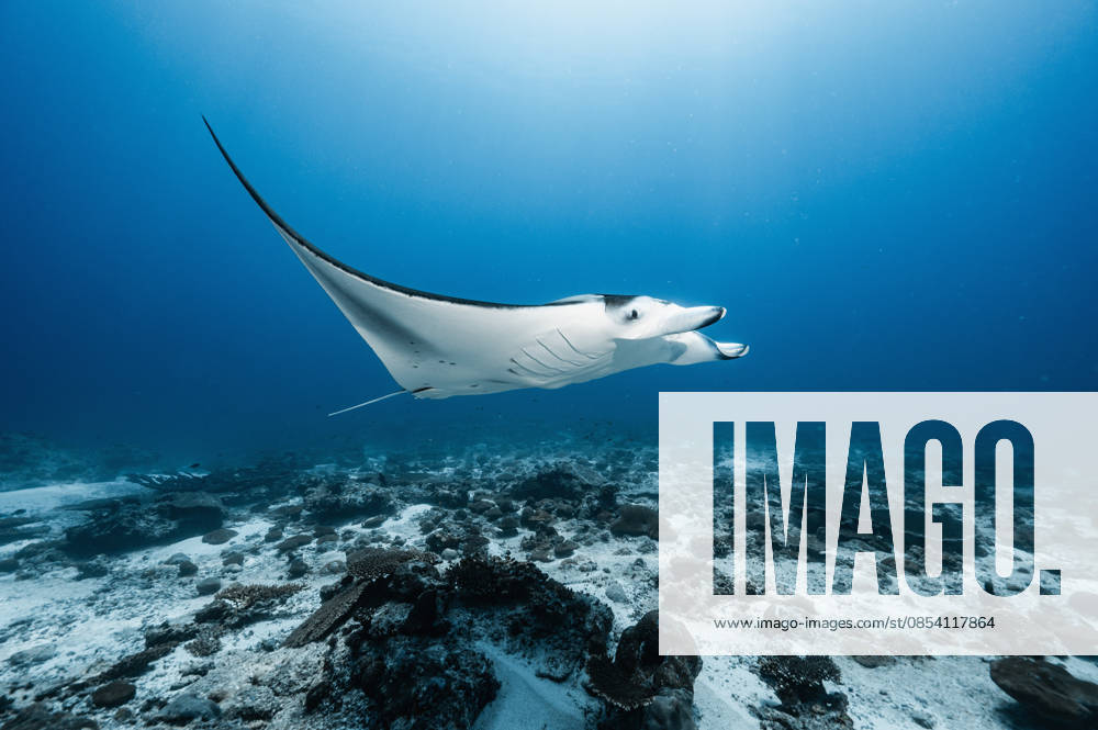 Manta ray at the Indian Ocean in the southern Maldives Addu City, Addu City, Maldives CR_THHE260417B-1979373-01