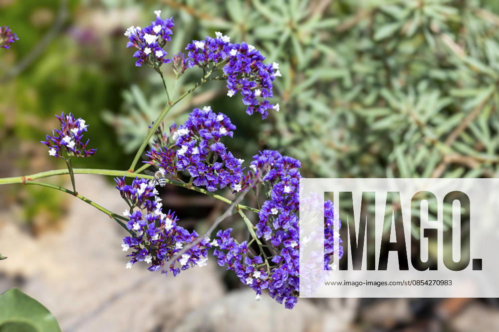 Hoeckeriger Strandflieder (Limonium tuberculatum), Bluetenstand, Kanaren, Gran Canaria, Maspalomas Sea lavender (Limonium tuberculatum), inflorescence, Canary Islands, Gran Canaria, Maspalomas BLWS746176