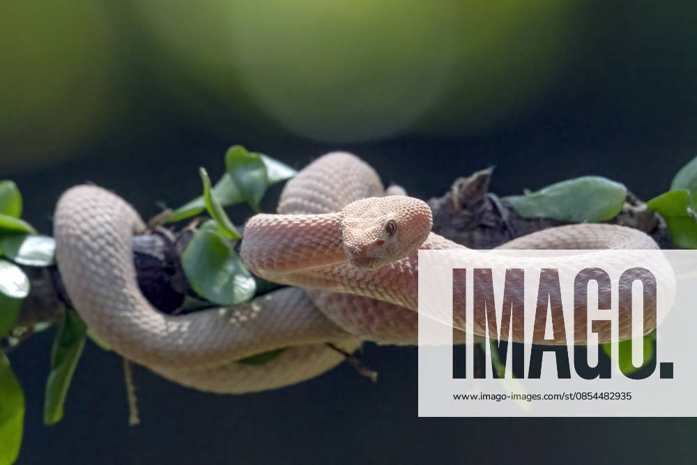 Albino Mangrove Pit Viper curling up among the dense leaves Jakarta, Jakarta, Indonesia CR_DIOE260415-1999500-01