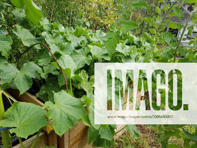 Hochbeet, Gurken, Cumumis, sativus Raised bed, cucumbers, cumumis, sativus
