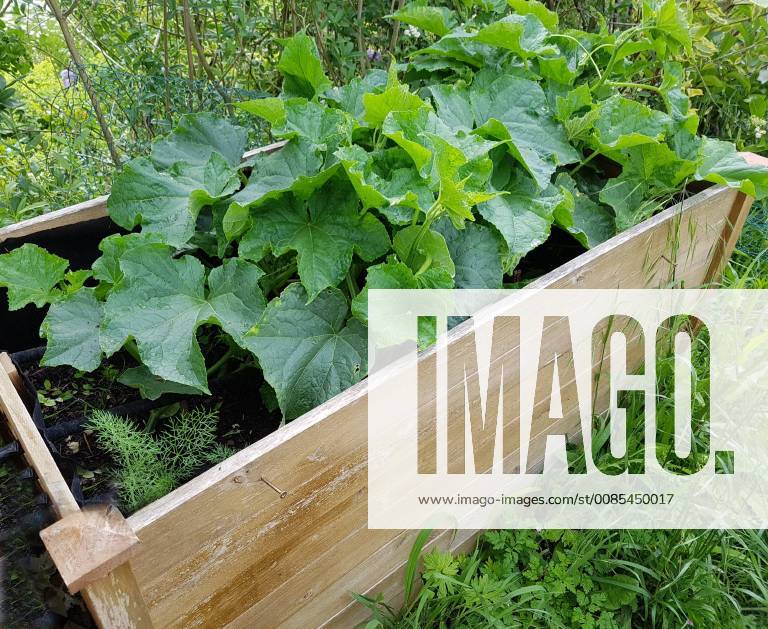 Hochbeet, Gurken, Cumumis, sativus Raised bed, cucumbers, cumumis, sativus