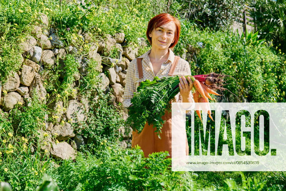 Woman harvesting carrots and beetroots in home organic garden model released, Symbolfoto, CATF00913