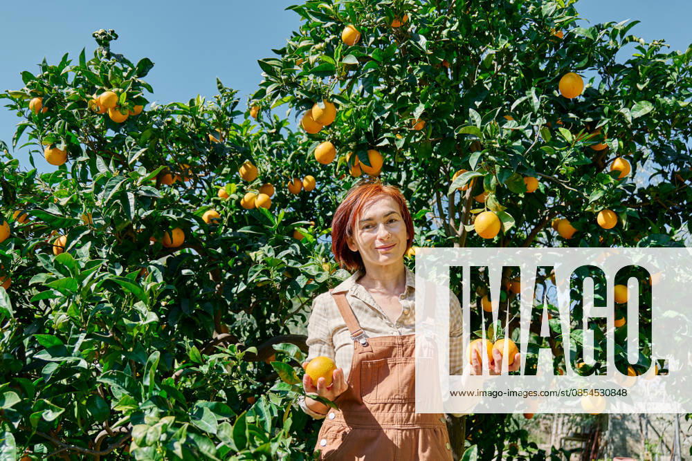Woman harvesting fresh oranges from orange tree in sunny home garden model released, Symbolfoto, CATF00918