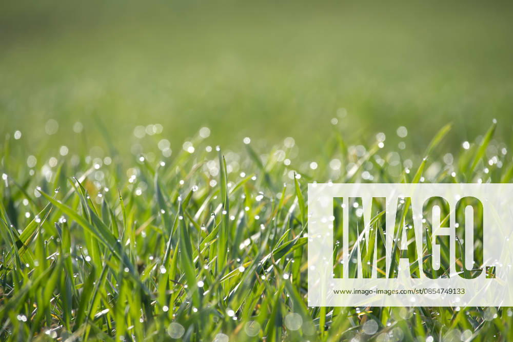 Nahaufnahme von leuchtend grünen Grashalmen, die im Morgentau glitzern Macro view of fresh green grass covered in tiny water droplets, reflecting sunlight with a soft bokeh background (License=RF)