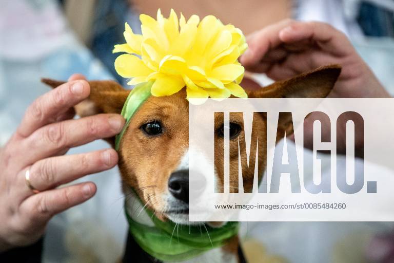 A dog wearing a flower on its head during a dog costume parade in Moscow s Krasnogvardeiskiye Prudy Park. Sergei Bobylev TASS TS090A43