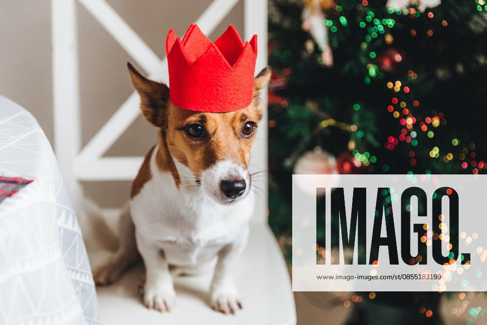 Ein festlich geschmückter Jack-Russell-Terrier mit roter Papierkrone sitzt neben dem Weihnachtsbaum und posiert für die Kamera. Symbol für das neue Jahr. Kleines Haustier posiert vor einem geschmückten Neujahrsbaum. Terrier mit traurigem Gesichtsausdruck Festive jack russell dog in red paper crown sits near Christmas tree, poses at camera. Symbol of New Year. Small pet poses against decorated New Year tree. Terrier with sad expression (License=RF)