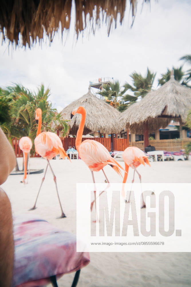 Pink flamingos walking on sandy beach in aruba Oranjestad, Aruba CR_FKNH2605015A-2007090-01