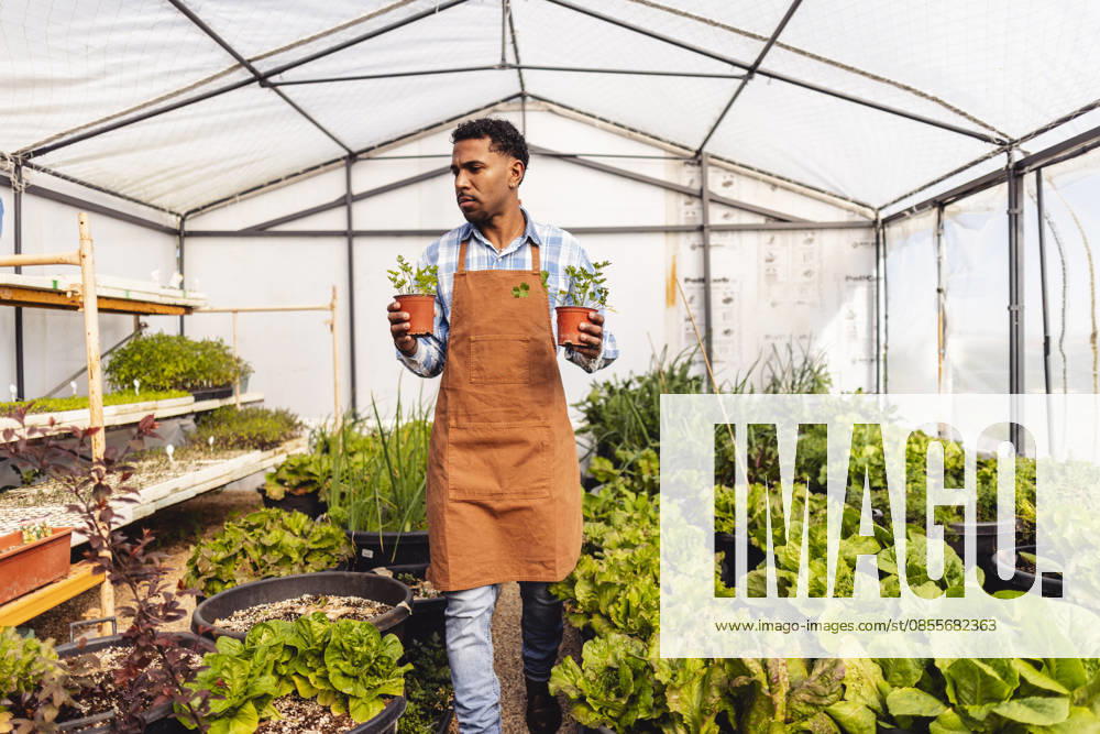 Farmer walking in greenhouse holding organic plant model released, Symbolfoto, JCCMF14868