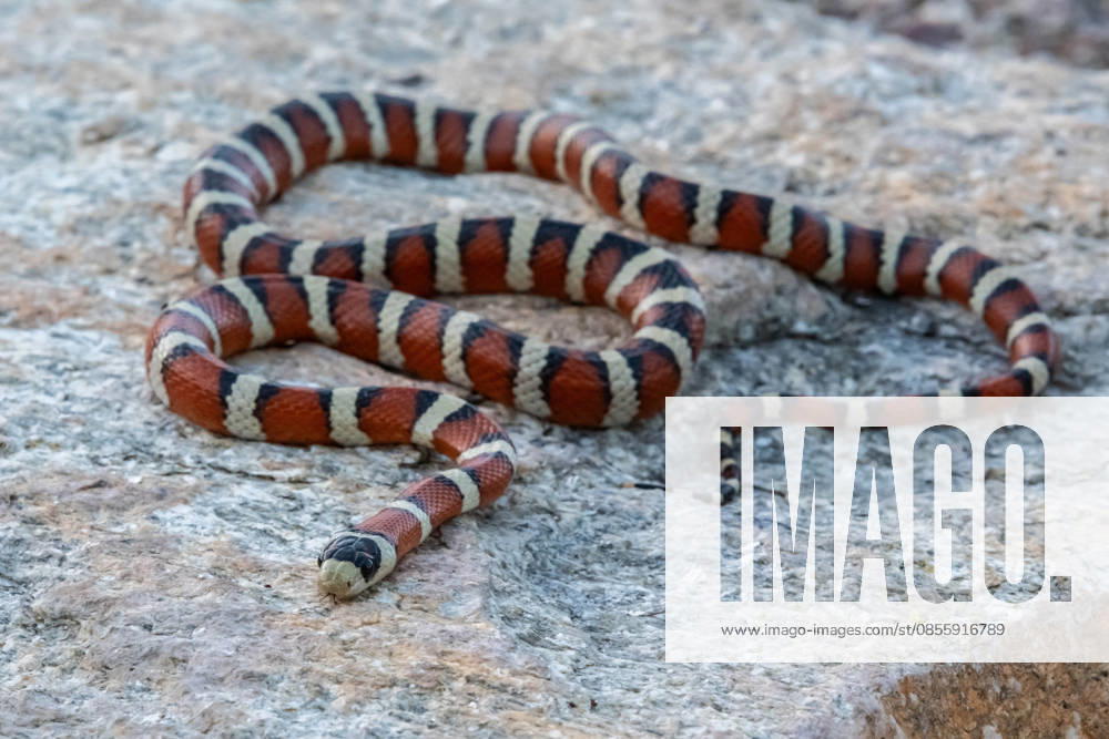 Eine mexikanische Milchschlange in Tucson, Arizona A a non venomous species of milksnake in the preserve park (License=RF)