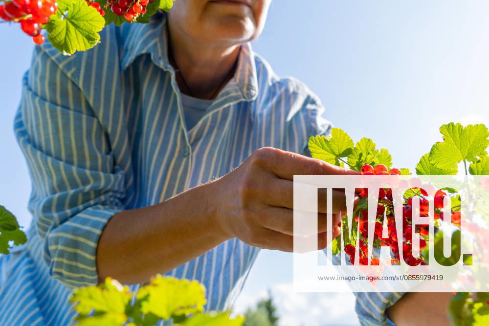 Eine reife Frau in einem gestreiften Hemd pflückt unter strahlendem Himmel rote Johannisbeeren Mature woman harvesting red currants in striped shirt under sunny sky. (License=RF) ,model released, Symbolfoto