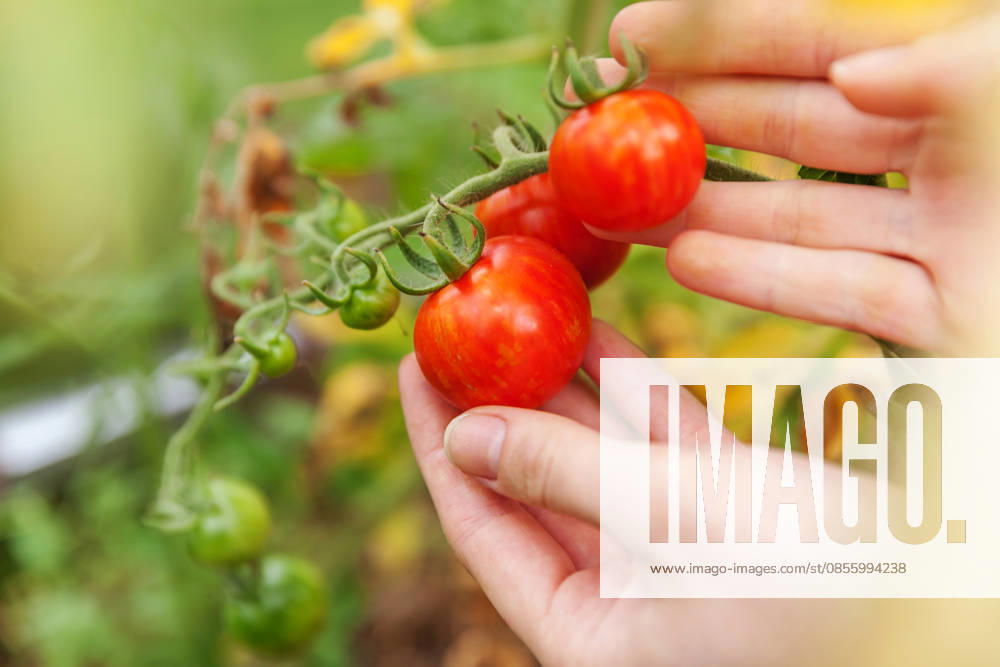 Konzept für Gartenbau und Landwirtschaft. Landarbeiterin, die frische, reife Bio-Tomaten von Hand pflückt. Gewächshausanbau. Gemüseanbau. Tomatenanbau im Gewächshaus. Gardening and agriculture concept. Woman farm worker hand picking fresh ripe organic tomatoes. Greenhouse produce. Vegetable food production. Tomato growing in greenhouse (License=RF)