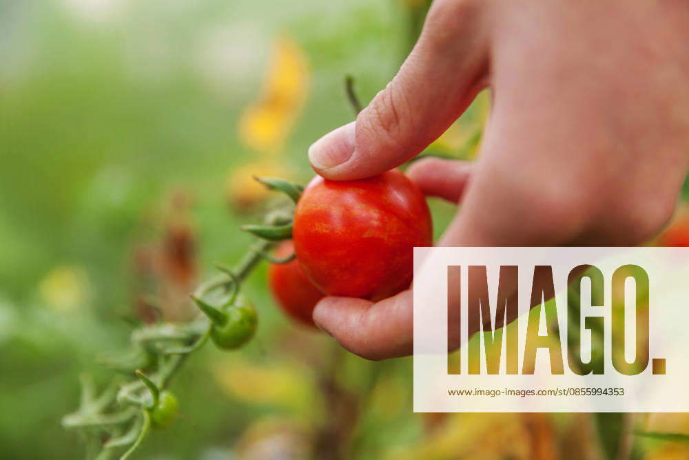 Konzept für Gartenbau und Landwirtschaft. Landarbeiterin, die frische, reife Bio-Tomaten von Hand pflückt. Gewächshausanbau. Gemüseanbau. Tomatenanbau im Gewächshaus. Gardening and agriculture concept. Woman farm worker hand picking fresh ripe organic tomatoes. Greenhouse produce. Vegetable food production. Tomato growing in greenhouse (License=RF)