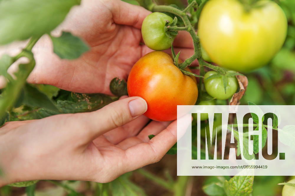 Konzept für Gartenbau und Landwirtschaft. Landarbeiterin, die frische, reife Bio-Tomaten von Hand pflückt. Gewächshausanbau. Gemüseanbau. Tomatenanbau im Gewächshaus. Gardening and agriculture concept. Woman farm worker hand picking fresh ripe organic tomatoes. Greenhouse produce. Vegetable food production. Tomato growing in greenhouse (License=RF)