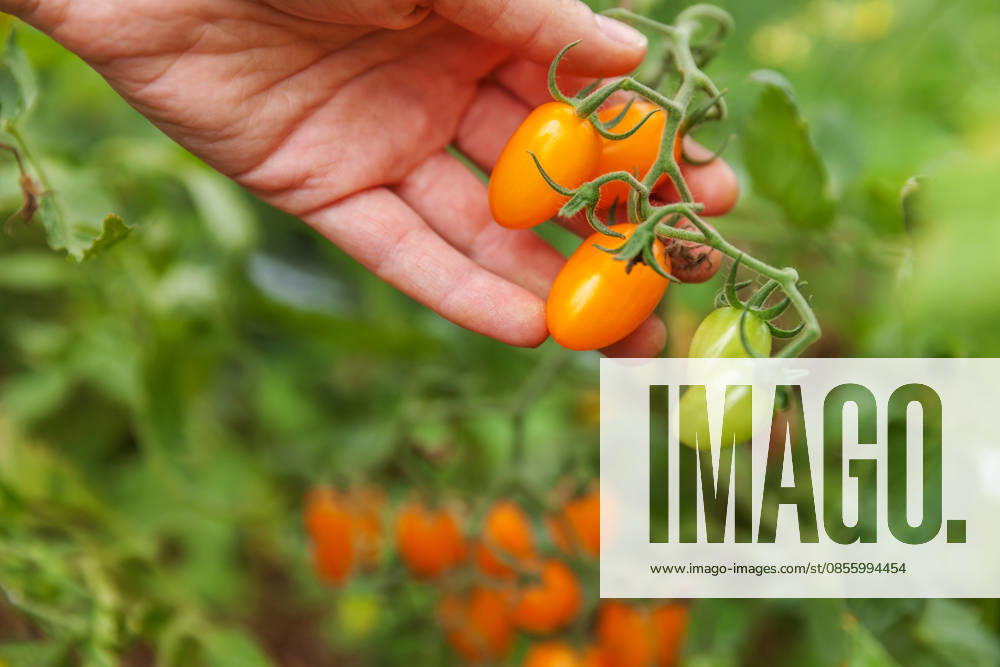 Konzept für Gartenbau und Landwirtschaft. Landarbeiterin, die frische, reife Bio-Tomaten von Hand pflückt. Gewächshausanbau. Gemüseanbau. Tomatenanbau im Gewächshaus. Gardening and agriculture concept. Woman farm worker hand picking fresh ripe organic tomatoes. Greenhouse produce. Vegetable food production. Tomato growing in greenhouse (License=RF)