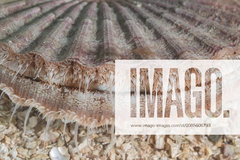Kleine Pilgermuschel (Aequipecten opercularis) im Sand, Detail, norwegisches Meer, Nordatlantik, Norwegen, Europa