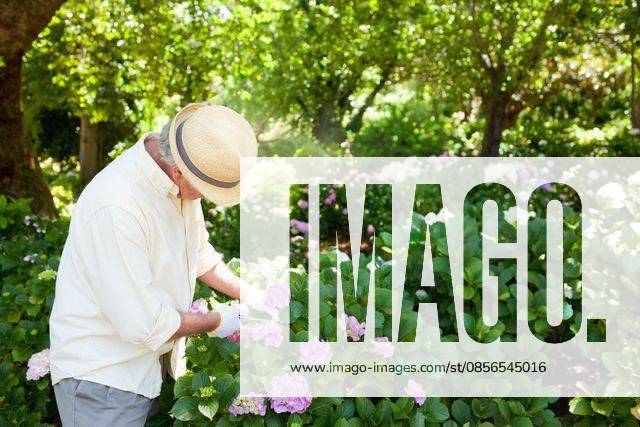 Senior man tending hydrangea shrubs in cultivated garden wearing straw hat and white gloves, model released, 24.11.2011 06:00:00, 10544067