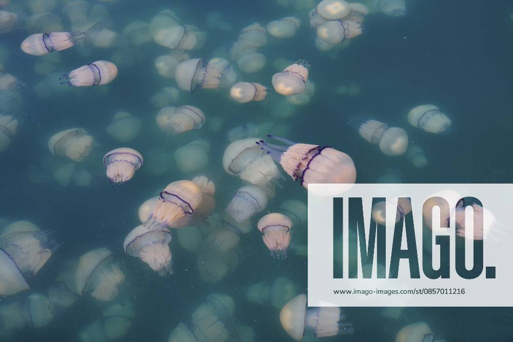 Quallen, Lungenqualle, Rhizostoma pulmo, Triest, Friaul-Julisch Venetien, Italien Jellyfish, lung jellyfish, Rhizostoma pulmo, Trieste, Friuli-Venezia Giulia, Italy