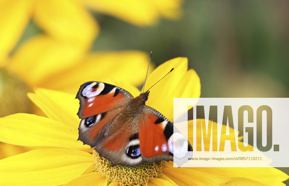 Tagpfauenauge (Inachis io, Nymphalis io, Aglais io), sitzt auf einem Sonnenhut, Rudbeckia, Deutschland, Mecklenburg-Vorpommern Peacock butterfly, European Peacock (Inachis io, Nymphalis io, Aglais io), sitting on a rudbeckia, Germany, Mecklenburg-Western Pomerania BLWS748044