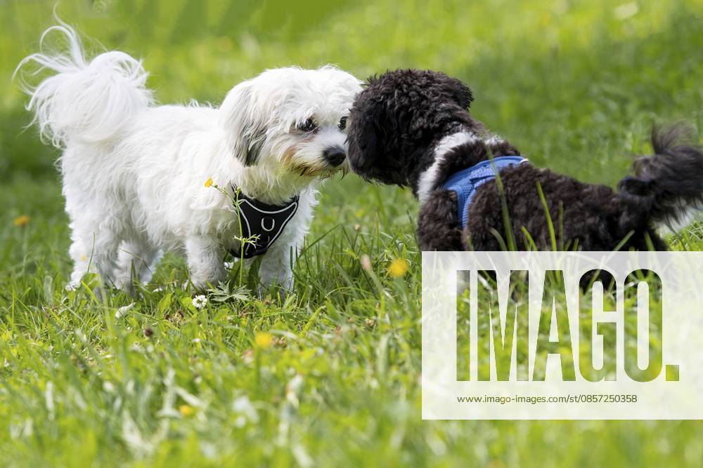 Kleine Hundewelpen nehmen Kontakt auf Kleine Hundewelpen nehmen Kontakt auf